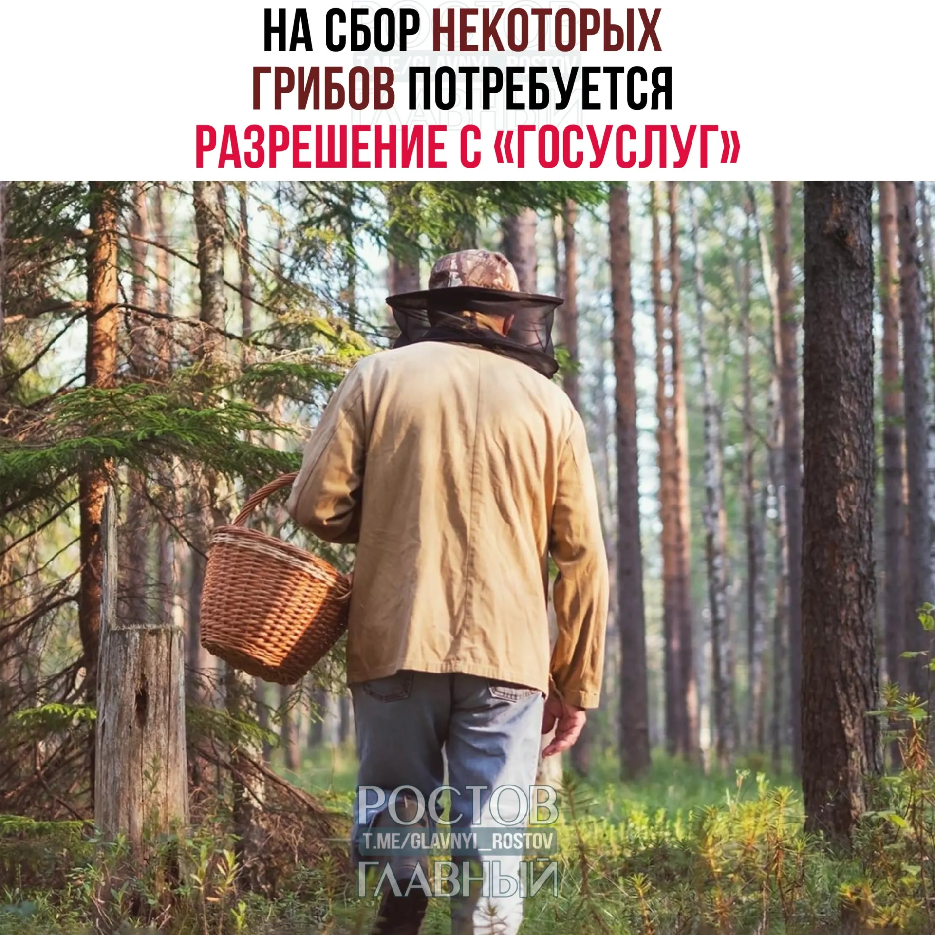 С 1 сентября 2027 года для сбора некоторых редких грибов потребуется электронное разрешение через портал «Госуслуги»: заявки будут рассматривать до 15 дней, а за незаконный сбор краснокнижных видов предусмотрена уголовная ответственность.