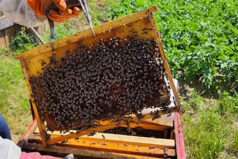 На 30 пасеках региона погибло свыше 600 пчелиных семей, общее число — более 20 миллионов насекомых; образцы почвы и растений направлены на анализ.