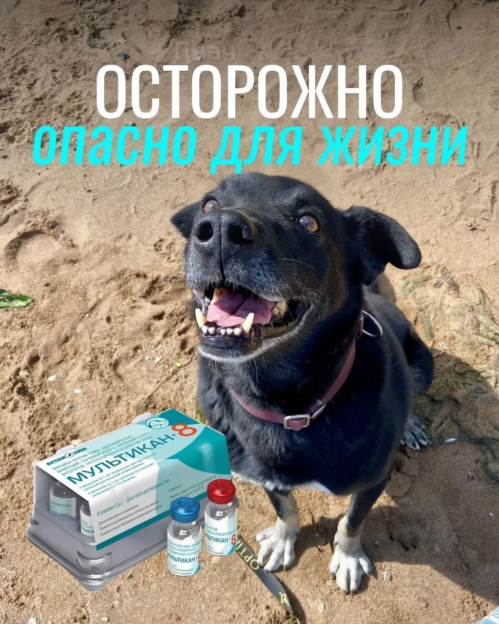 После прививок у некоторых животных наблюдались тяжёлые реакции: судороги, кровавая рвота, диарея и отёки; часть собак погибла или была эвтаназирована. Партия вакцины отозвана, окончательные выводы о причинной связи пока не сделаны.