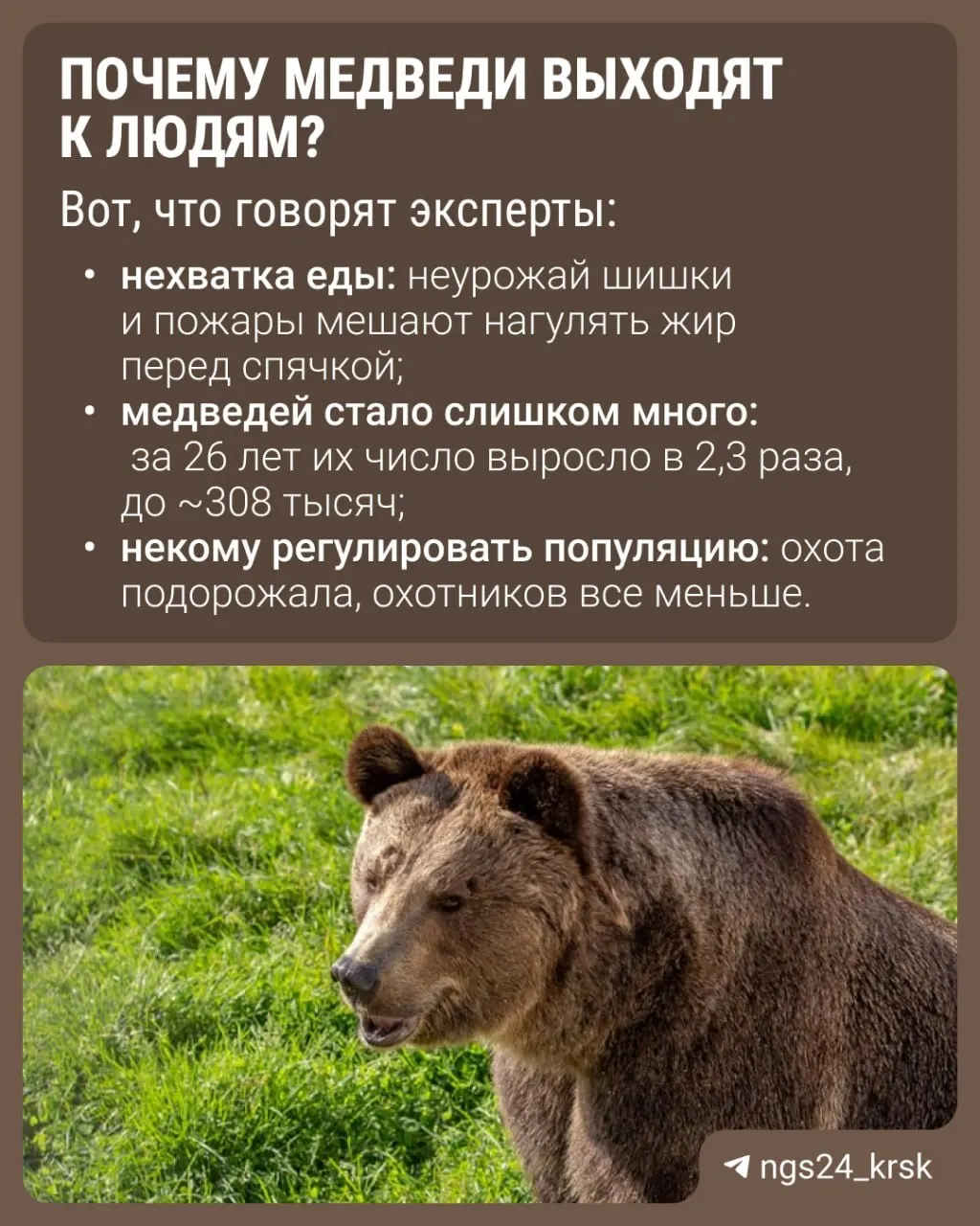 Косолапые всё чаще выходят к людям: по всей стране зафиксировано не менее 11 смертельных случаев, а в Красноярском крае — три.