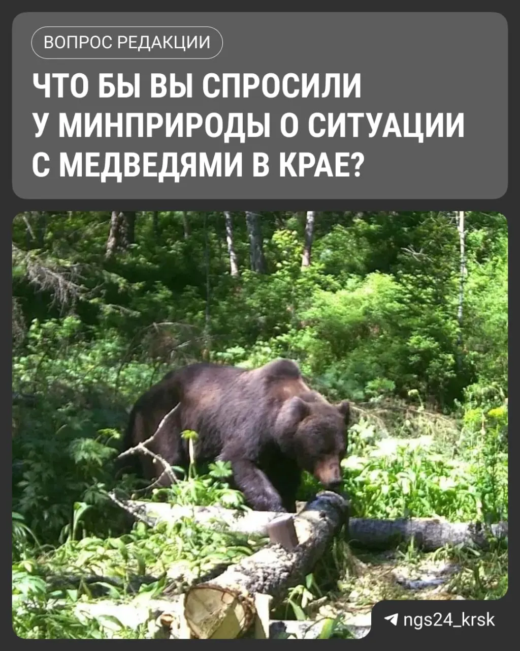Следственный комитет рассматривает халатность должностных лиц Минприроды региона на фоне обострения ситуации с медведями.