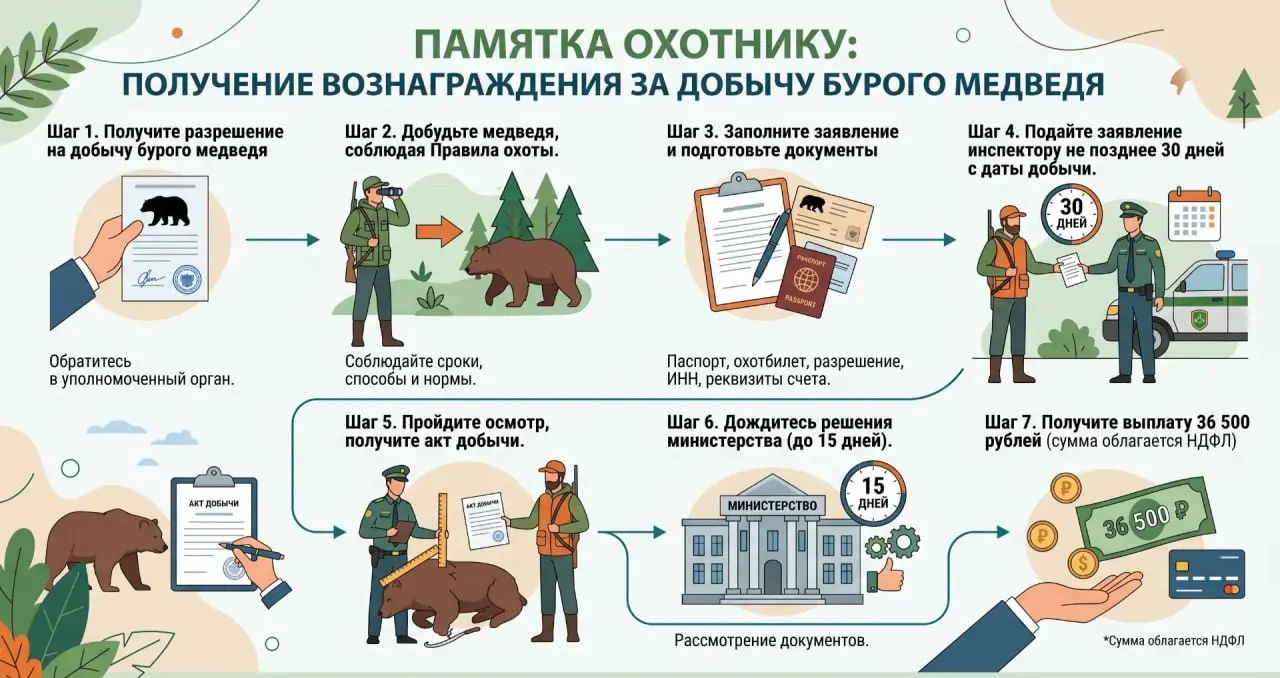 О порядке выплат, сроках подачи документов и текущей статистике по регулированию численности медведей в регионе.