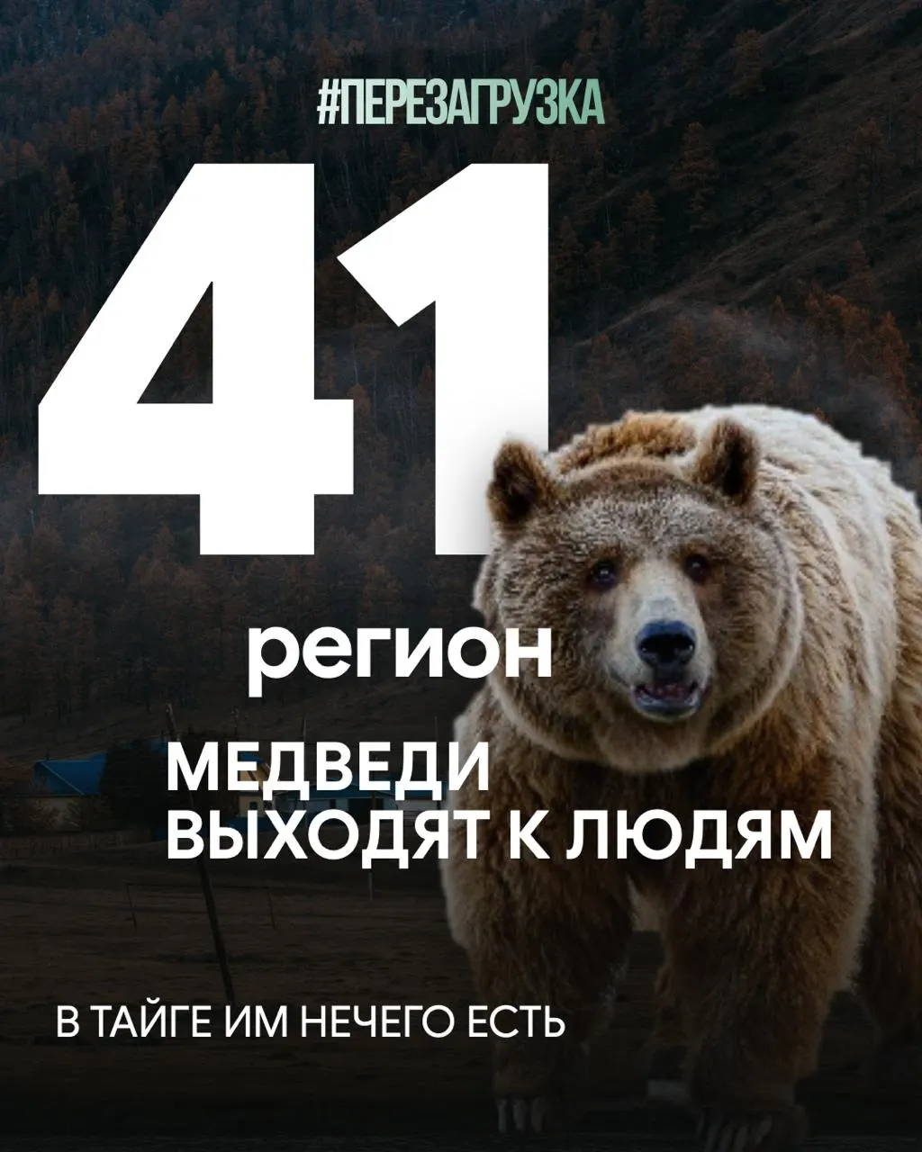 В Сибири зафиксировано 28 смертельных случаев после встреч с медведями; регионы Красноярский край и Иркутская область лидируют по потерям. Экспорт древесины усиливает давление на природу и местных жителей.