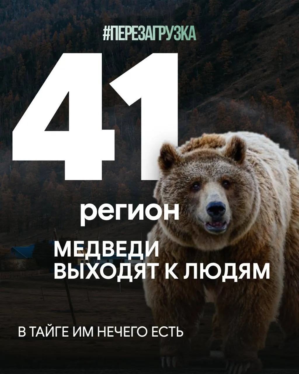 В регионе всё чаще фиксируются случаи приближений медведей к населённым пунктам, а леса продолжают уходить за границу в рамках экспортной торговли. Эта совокупность факторов делает жизнь местных жителей ещё менее безопасной.